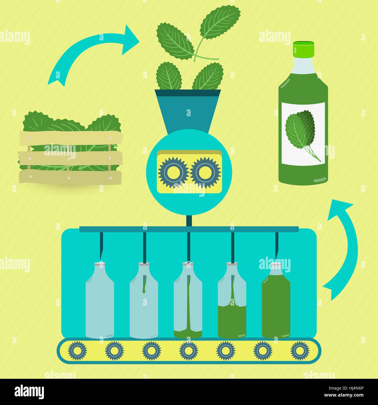 Cabbage juice series production. Fresh cabbages being processed. Bottled cabbage juice. Stock Vector