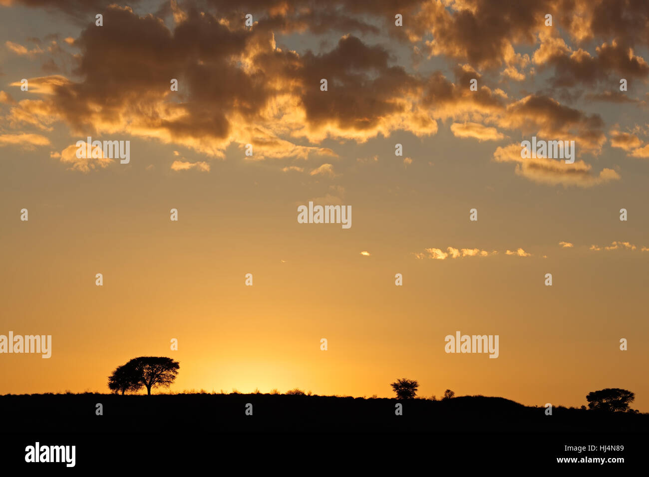 African sunrise with silhouetted trees and clouds, Kalahari desert, South Africa Stock Photo