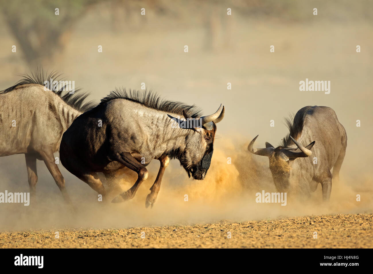 Two blue wildebeest Connochaetes taurinus) fighting, Kalahari desert, South Africa Stock Photo