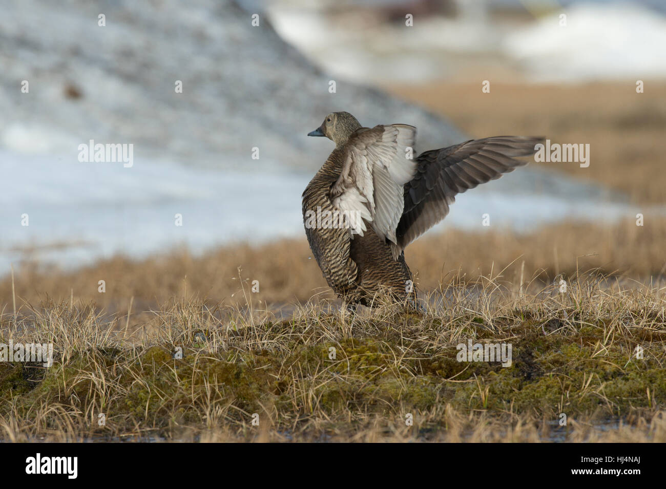 Spectacled eider hen (Somateria fischeri) doing a wing stretch on tundra near Barrow AK. Stock Photo