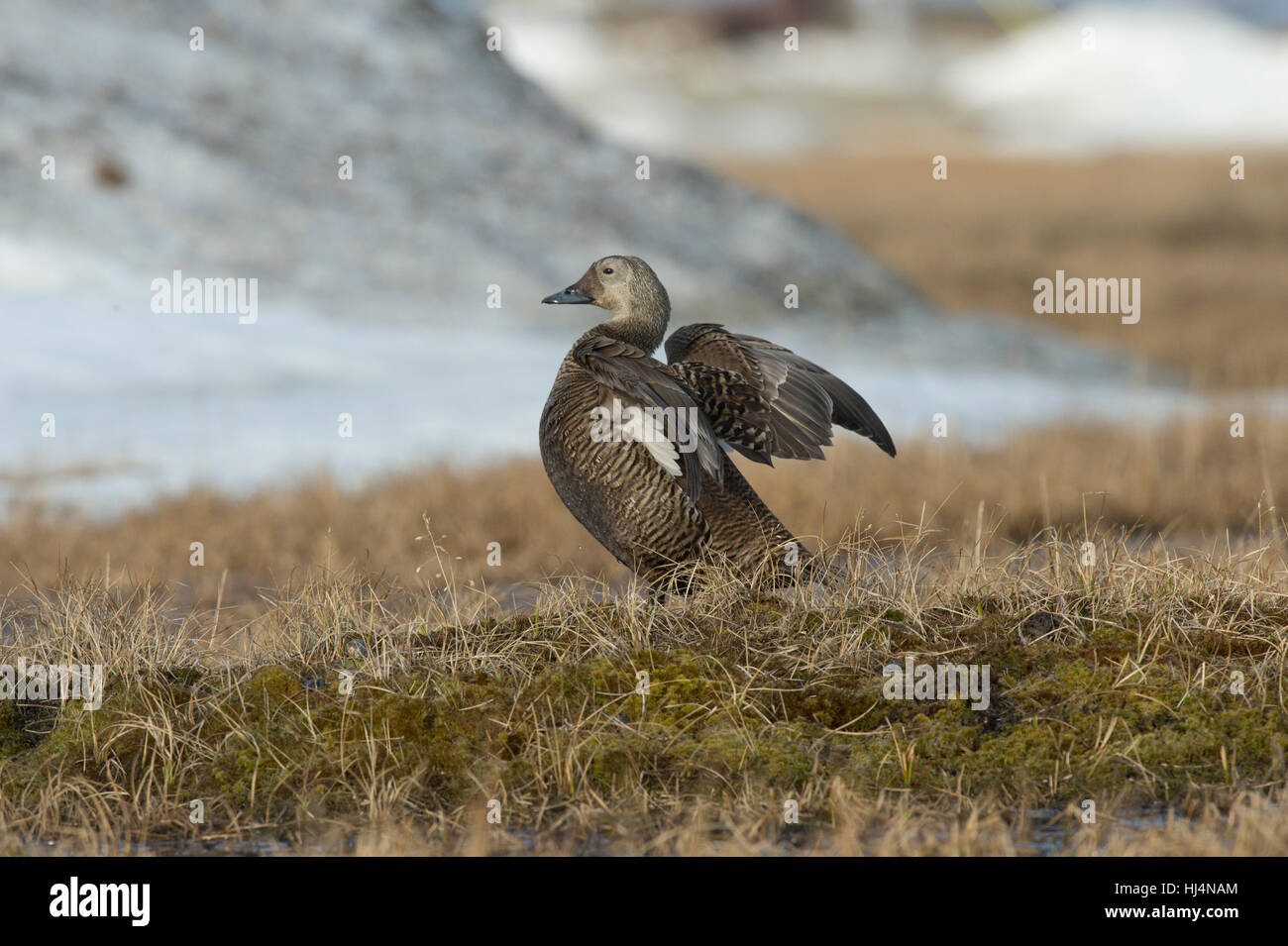 Spectacled eider hen (Somateria fischeri) doing a wing stretch on tundra near Barrow AK. Stock Photo