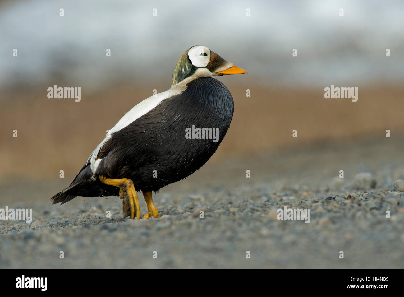 drake spectacled eider (Somateria fischeri) near Barrow Alaska Stock