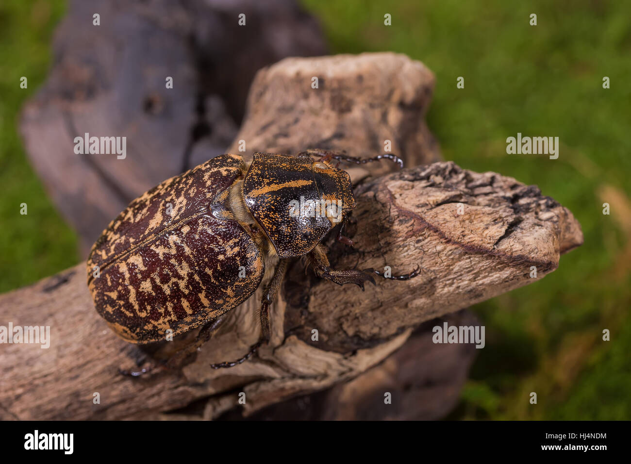Cockchafer Beetle ( Polyphylla tonkinensis), Beetle on  the stump wood Stock Photo