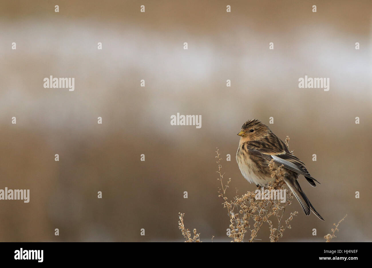 Twite (Linaria flaviostris), eating seeds, clean background Stock Photo