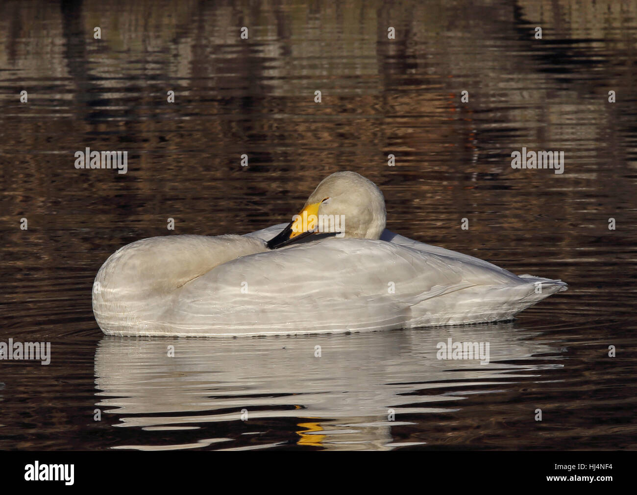 Resting Whooper swan / Sleeping animal Stock Photo