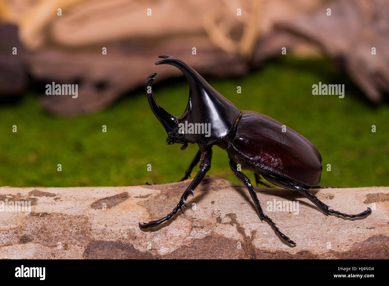hercules rhinoceros beetle price