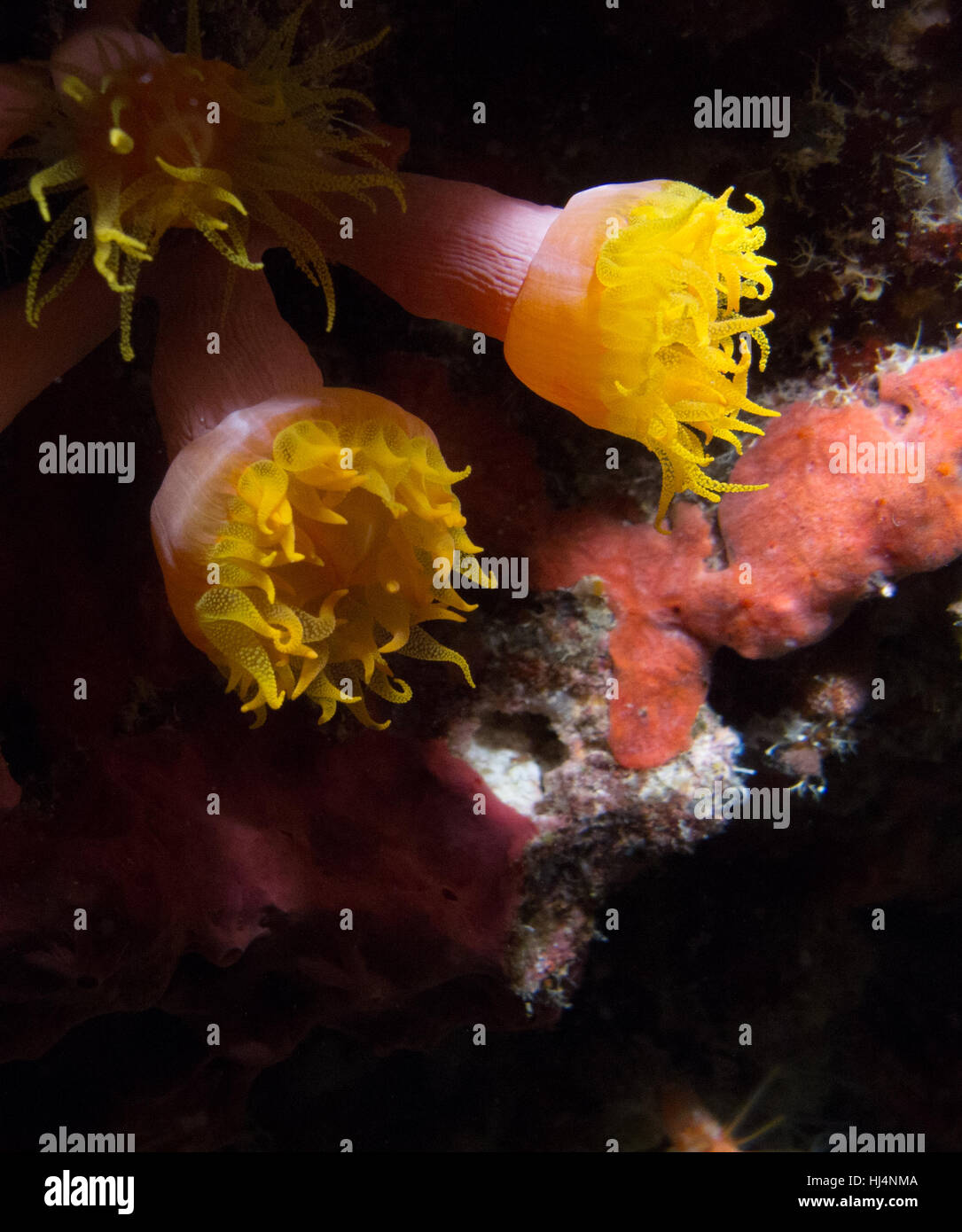 Colourful sun coral with yellow and pink colour Stock Photo
