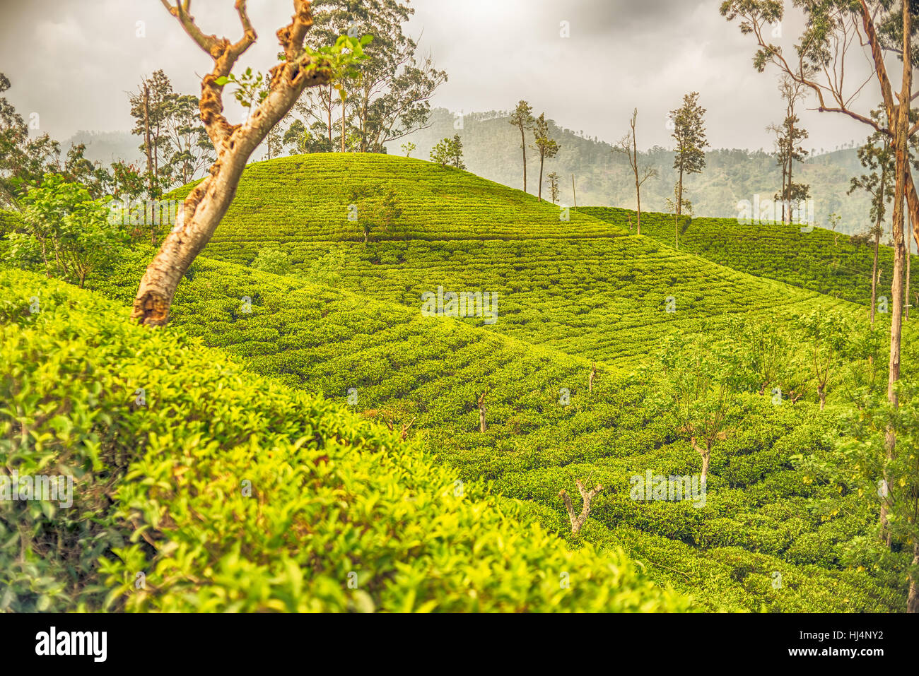 Sri Lanka: highland Ceylon tea fields in Ella Stock Photo