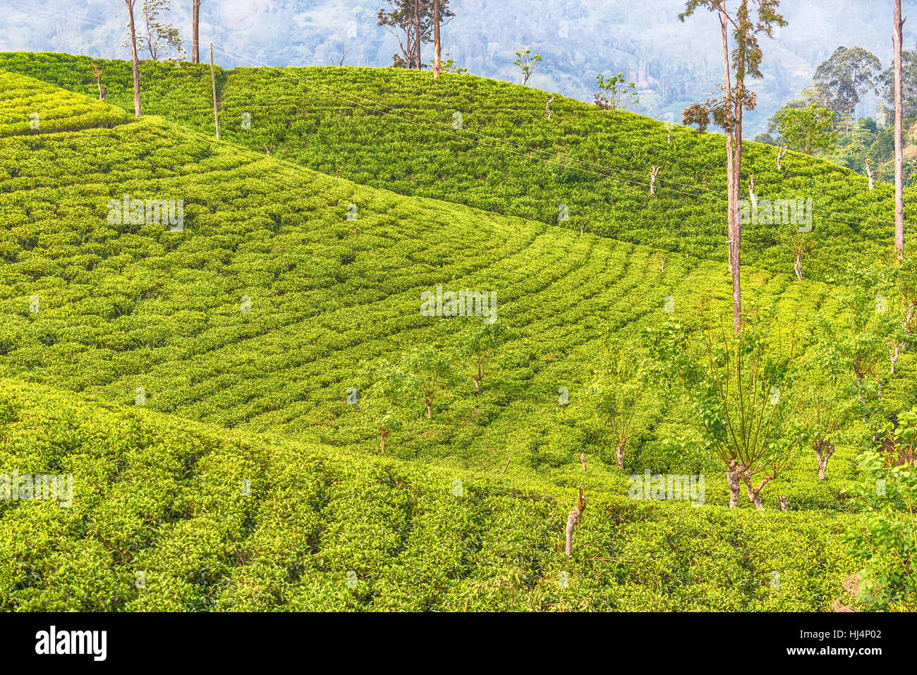 Sri Lanka: highland Ceylon tea fields in Ella Stock Photo
