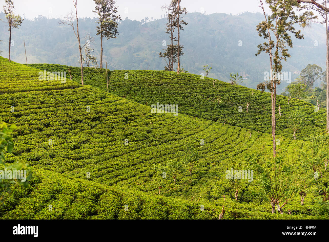 Sri Lanka: highland Ceylon tea fields in Ella Stock Photo