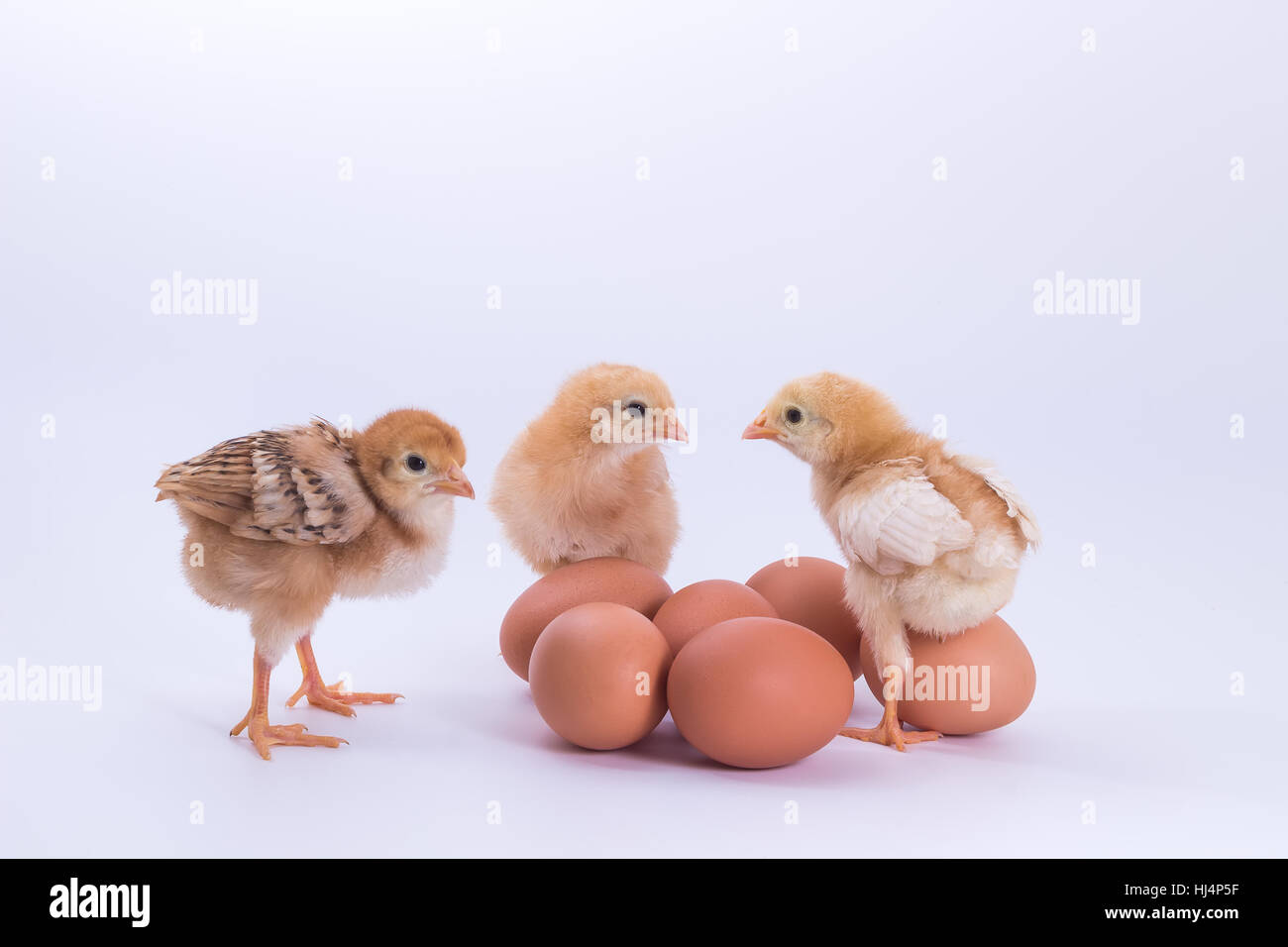 Chicken, Rhode Island Red Chick and egg on white background Stock Photo Alamy