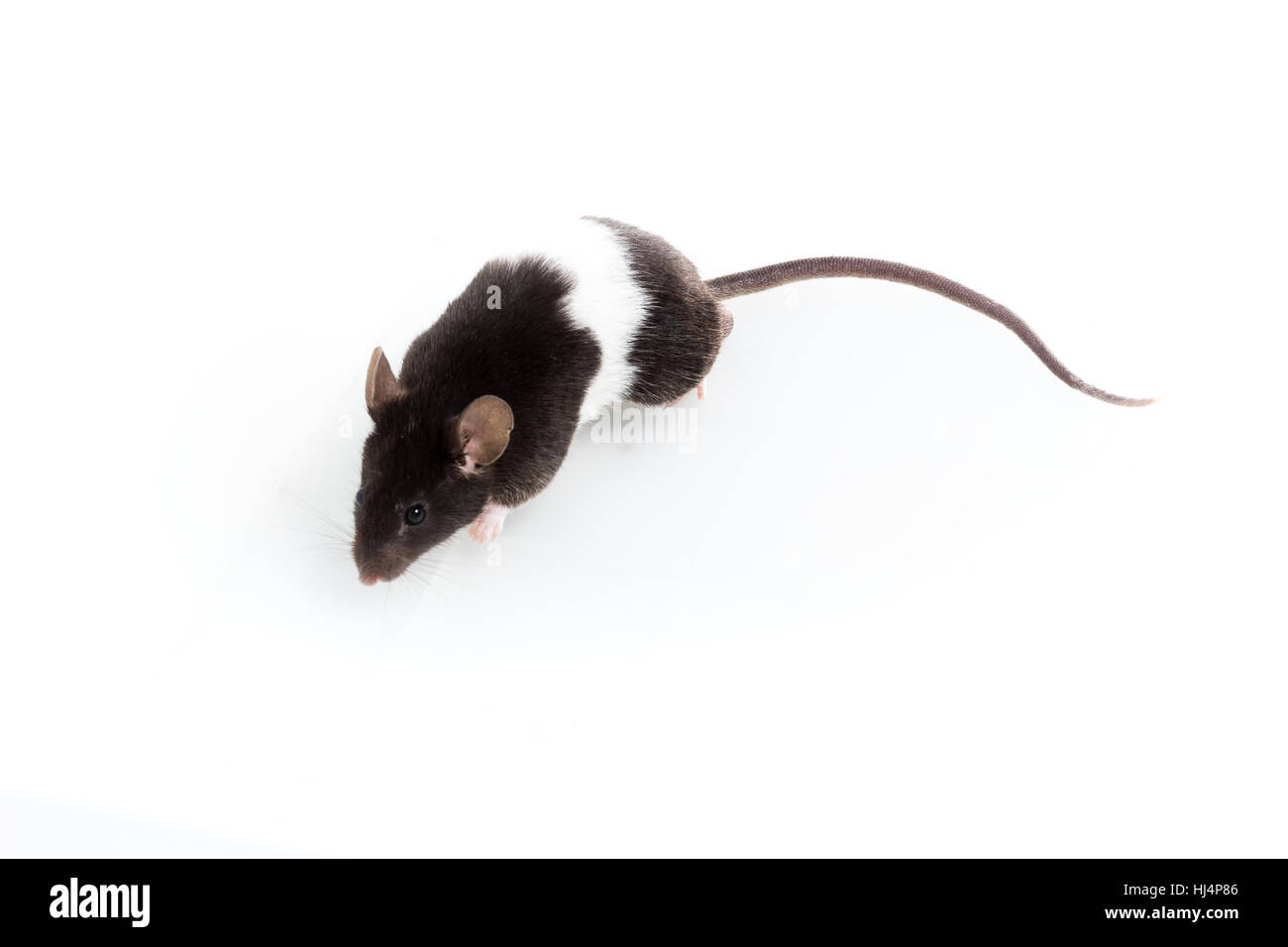 https://c8.alamy.com/comp/HJ4P86/brattleboro-rat-lab-rat-on-white-background-HJ4P86.jpg