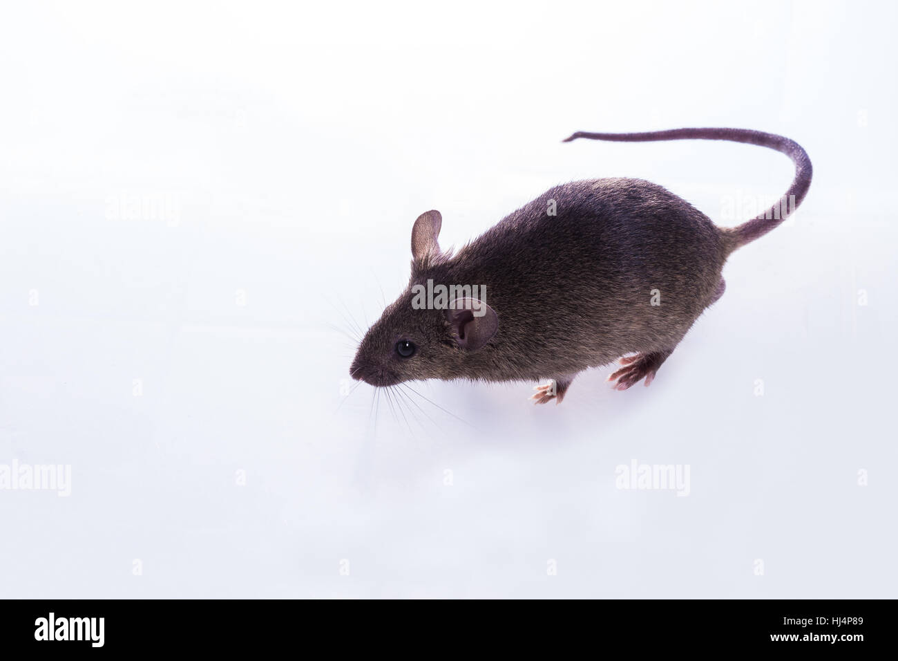 Brown Mouse, Rodent, Rat on white background Stock Photo - Alamy