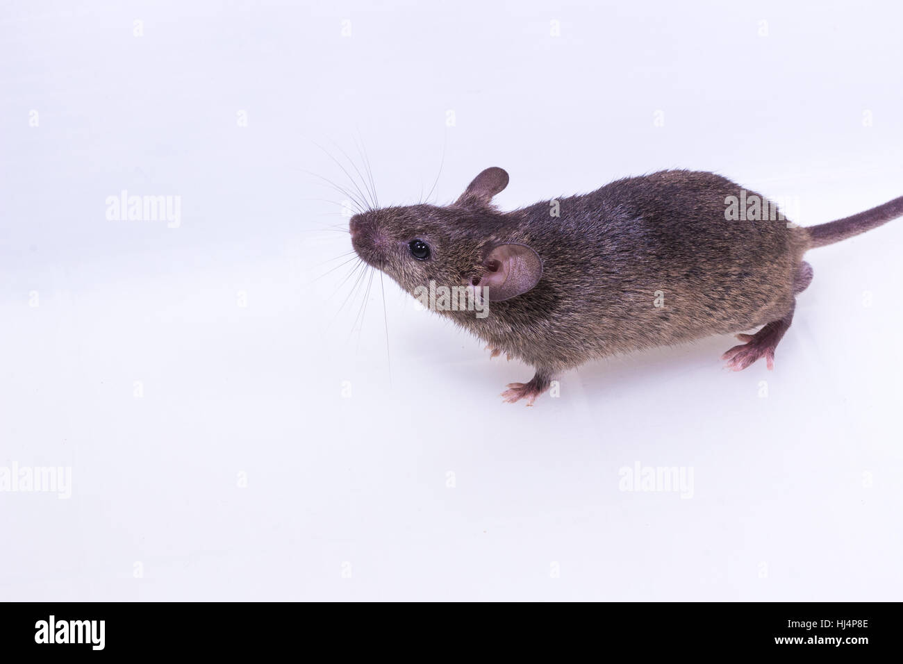 Brown Mouse, Rodent, Rat on white background Stock Photo - Alamy