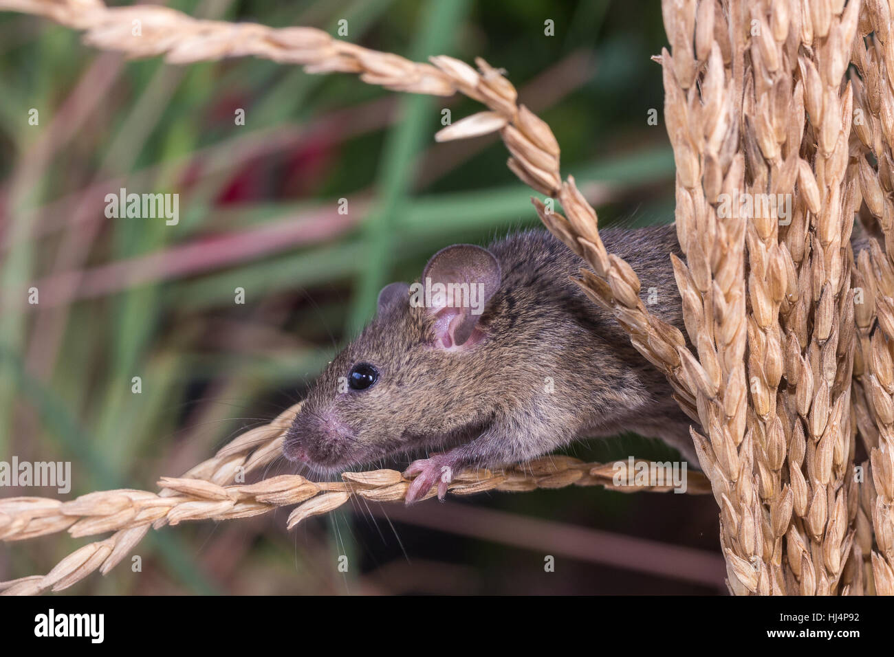 Rice rat hires stock photography and images Alamy