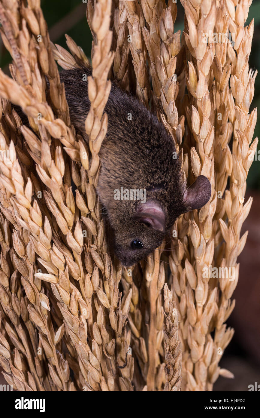 Rice rat hires stock photography and images Alamy