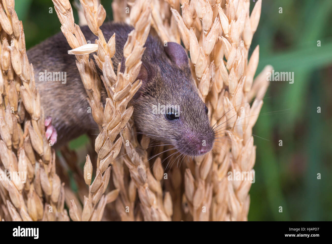 Brattleboro rat, mouse in the rice plant, eating rice seed Stock Photo
