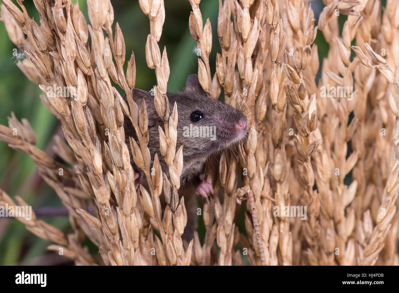 Brattleboro rat, mouse in the rice plant, eating rice seed Stock Photo