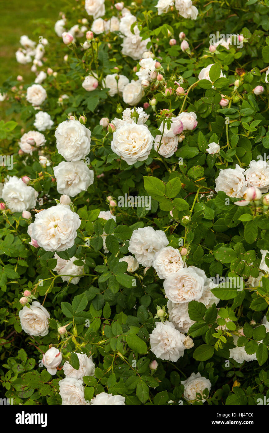 Blossom of the historic rose Madame Plantier (19 century) in the spring garden Stock Photo