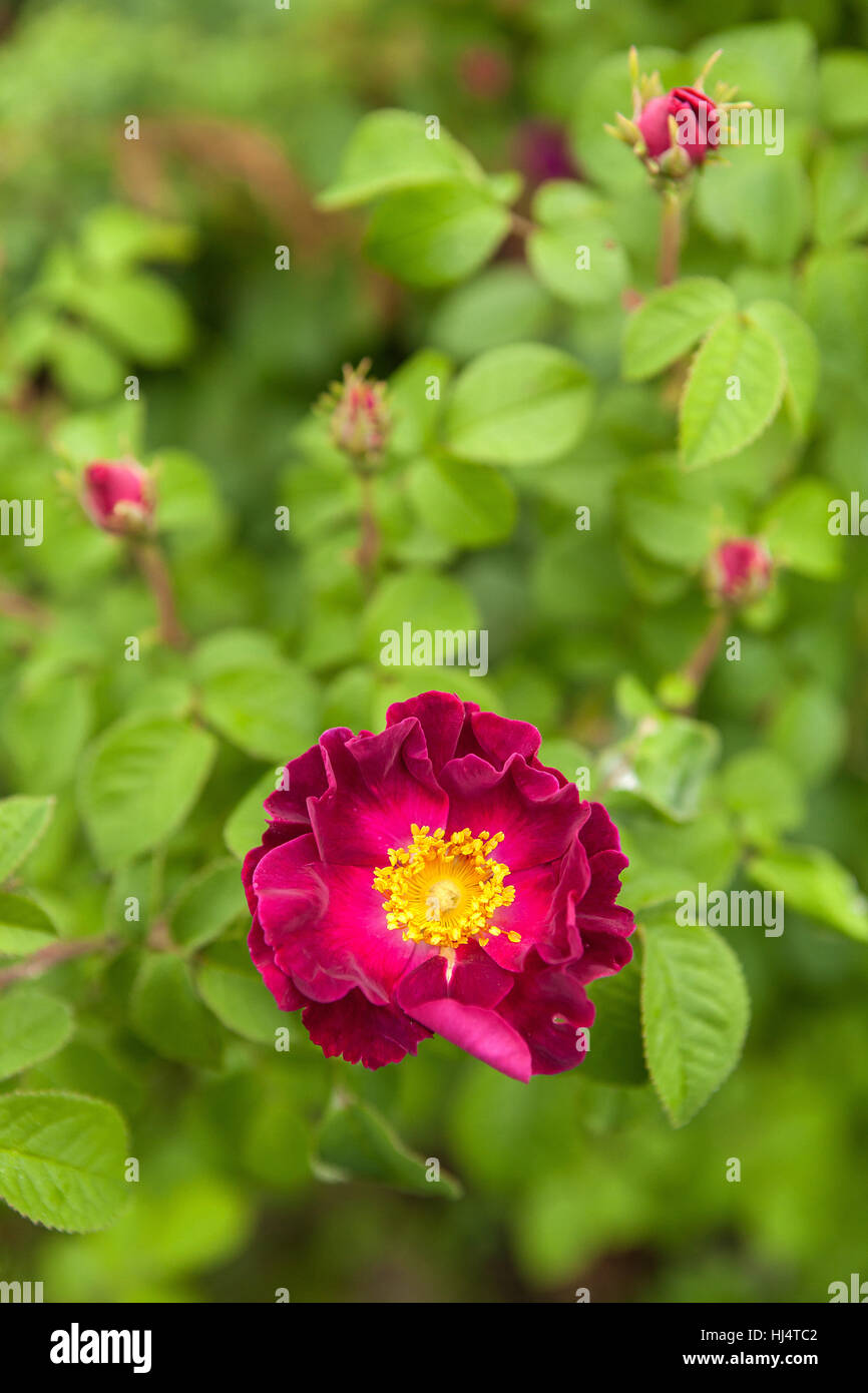 Image of rose in the spring garden. Stock Photo