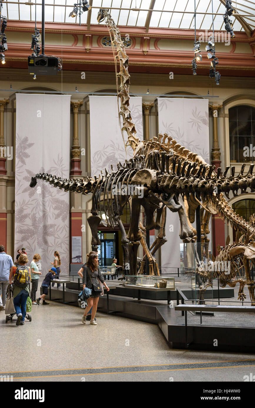 Berlin. Germany. Museum für Naturkunde, the Dinosaur Hall with the skeleton of Diplodocus carnegiei (foregound) and the Giraffatitan brancai (backgrou Stock Photo