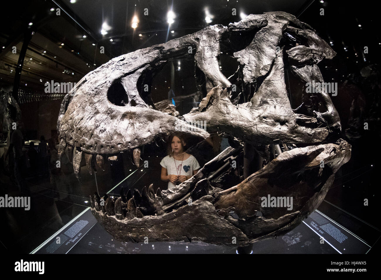 Berlin. Germany. Museum für Naturkunde, young girl looking at a model reconstruction skull of 'Tristan', Tyrannosaurus rex. Stock Photo