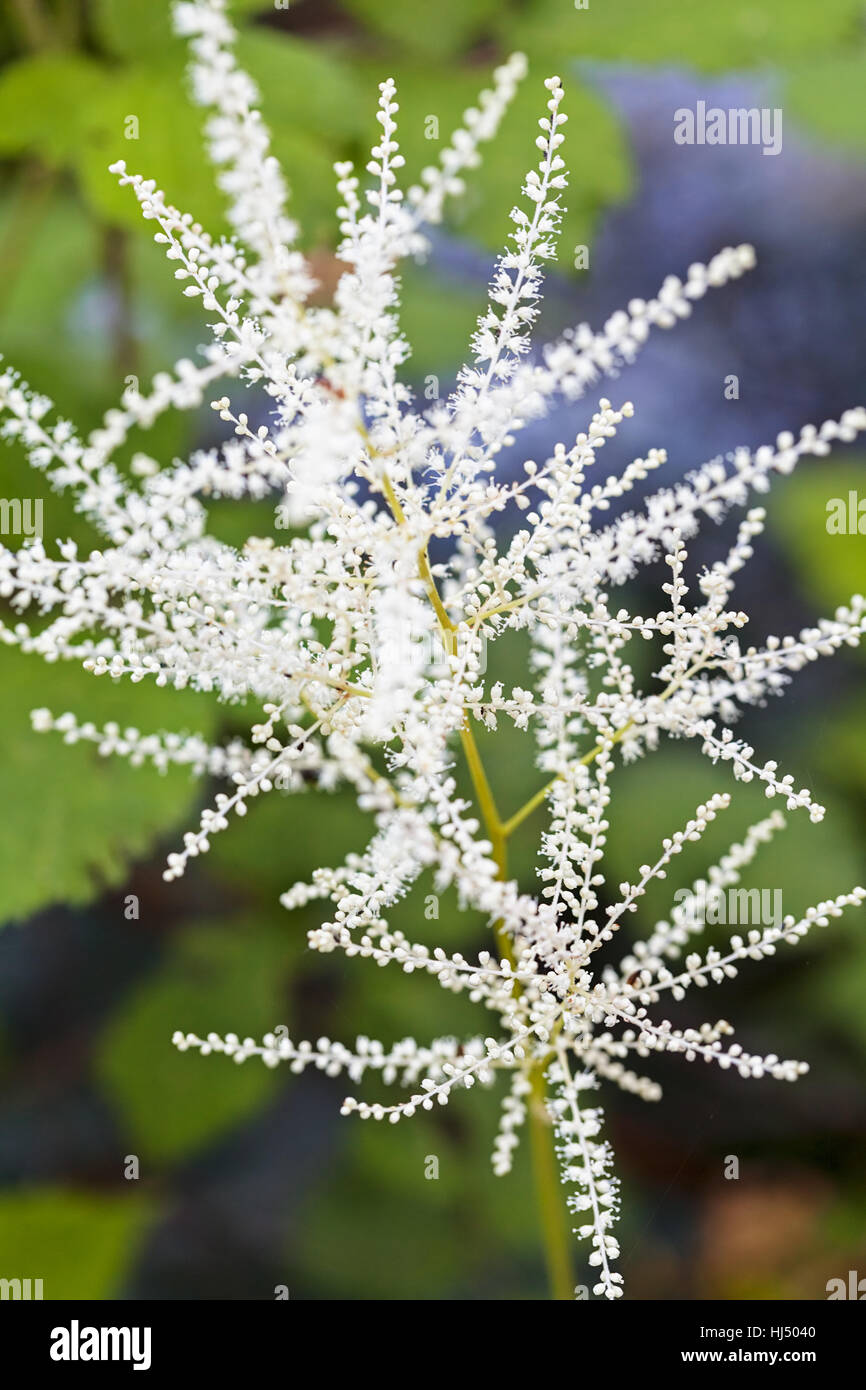 garden plant "goat's beard" with tiny white flowers, note shallow depth