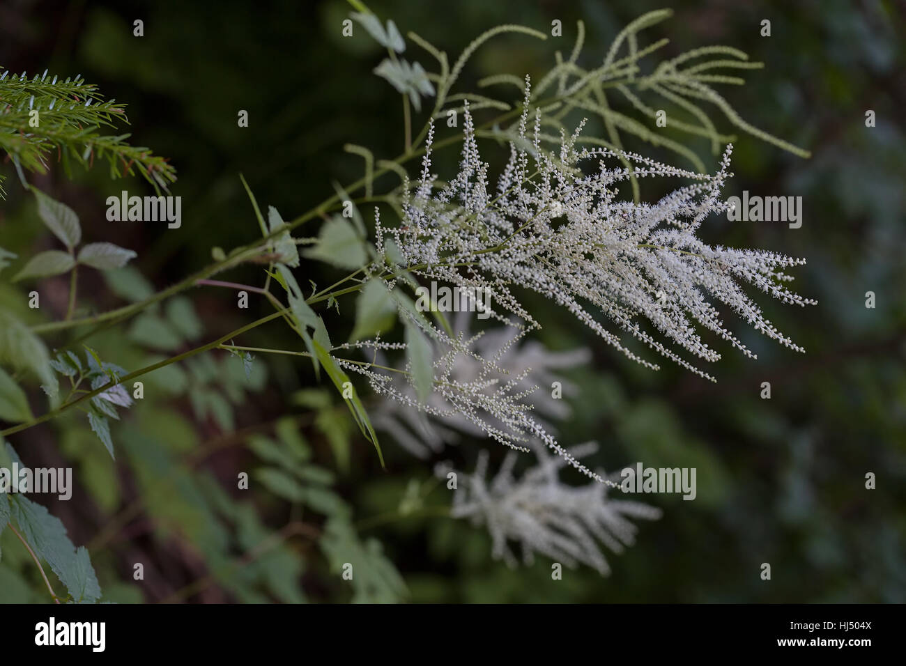 garden plant "goat's beard" with tiny white flowers, note shallow depth