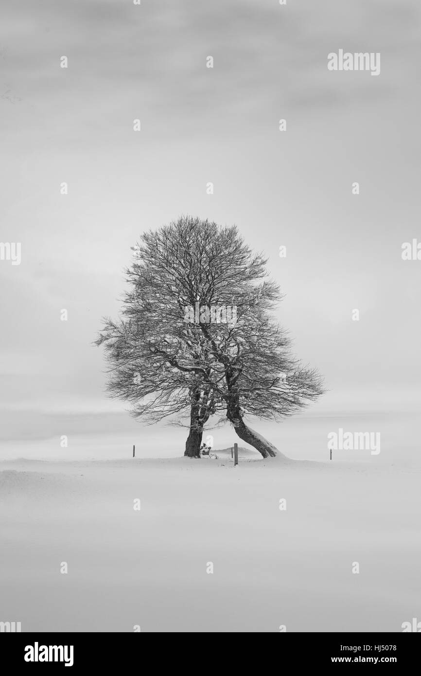 tree, winter, cold, idyll, snow, beautiful, beauteously, nice, tree, trees, Stock Photo