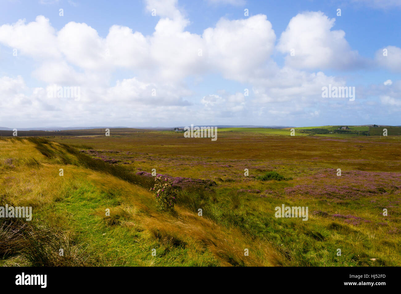 Rural scottish panorama. Erica arborea  meadows. Travel destinations Stock Photo
