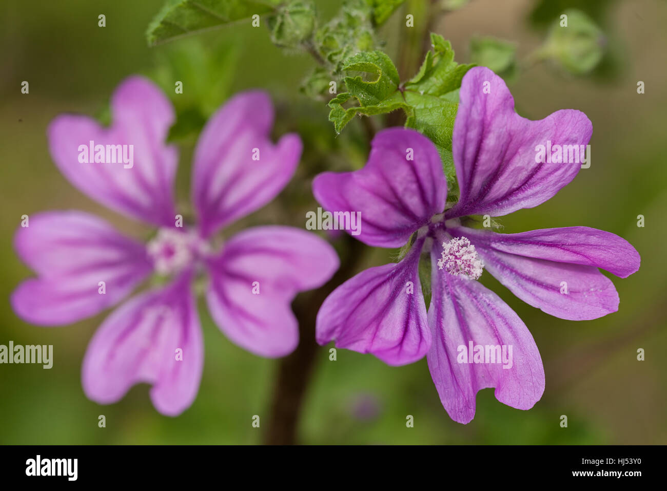 mallow flowers in nature, note shallow depth of field Stock Photo