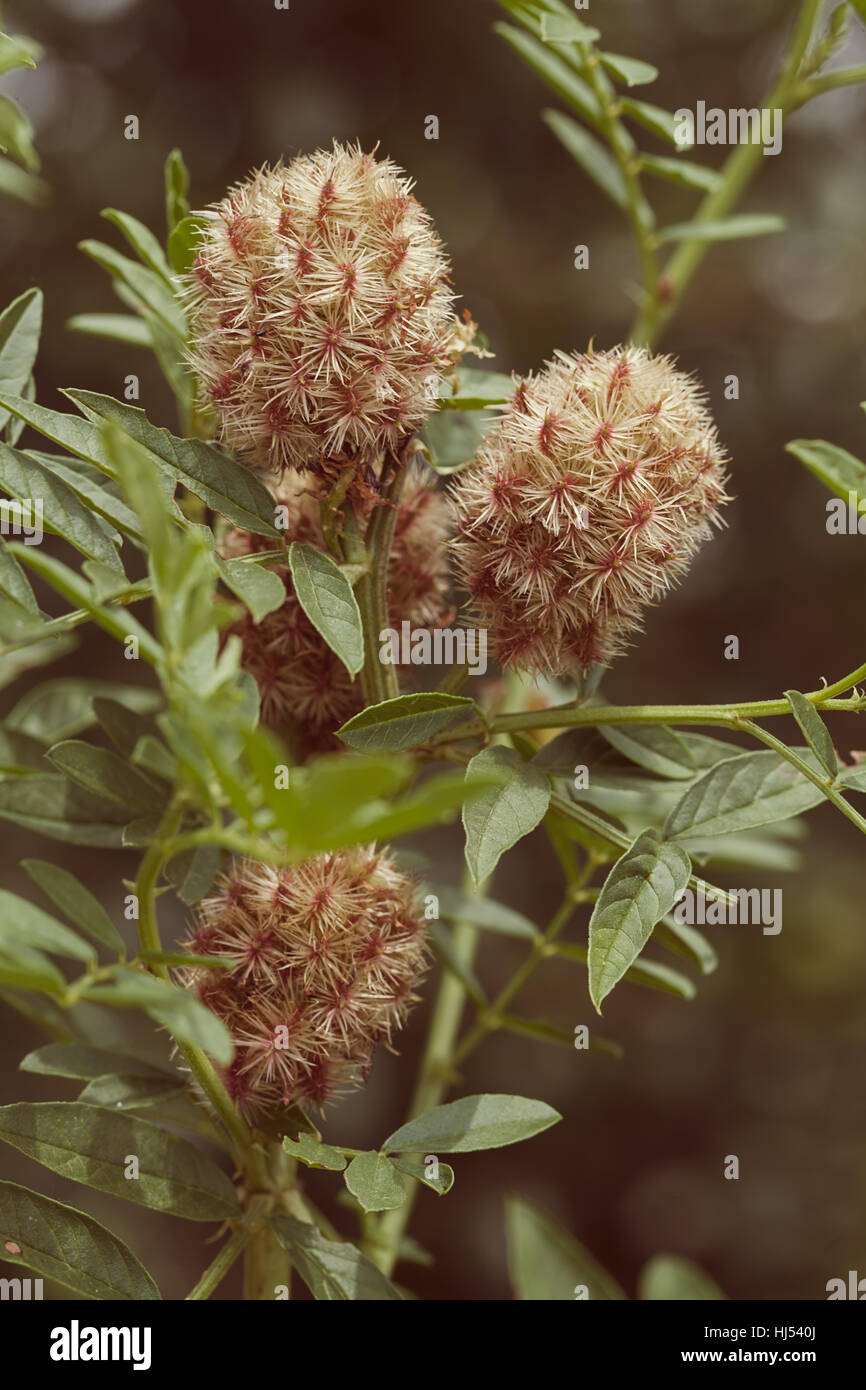 Licorice plant in nature, note shallow depth of field Stock Photo