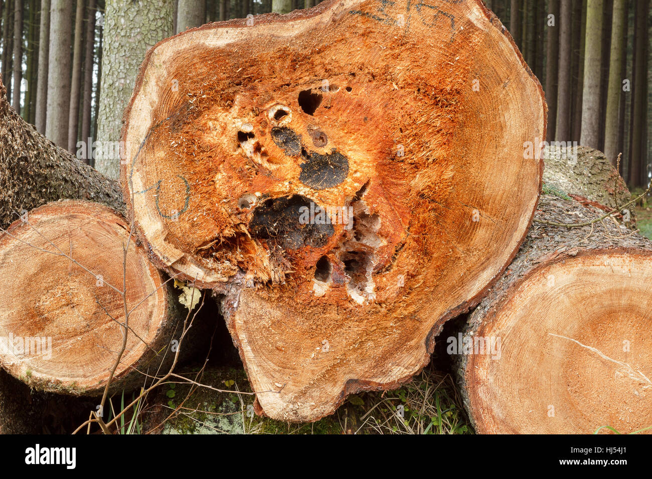 wood, trunk, timber, wooden, logs, heap, pile, ring, objects, detail ...