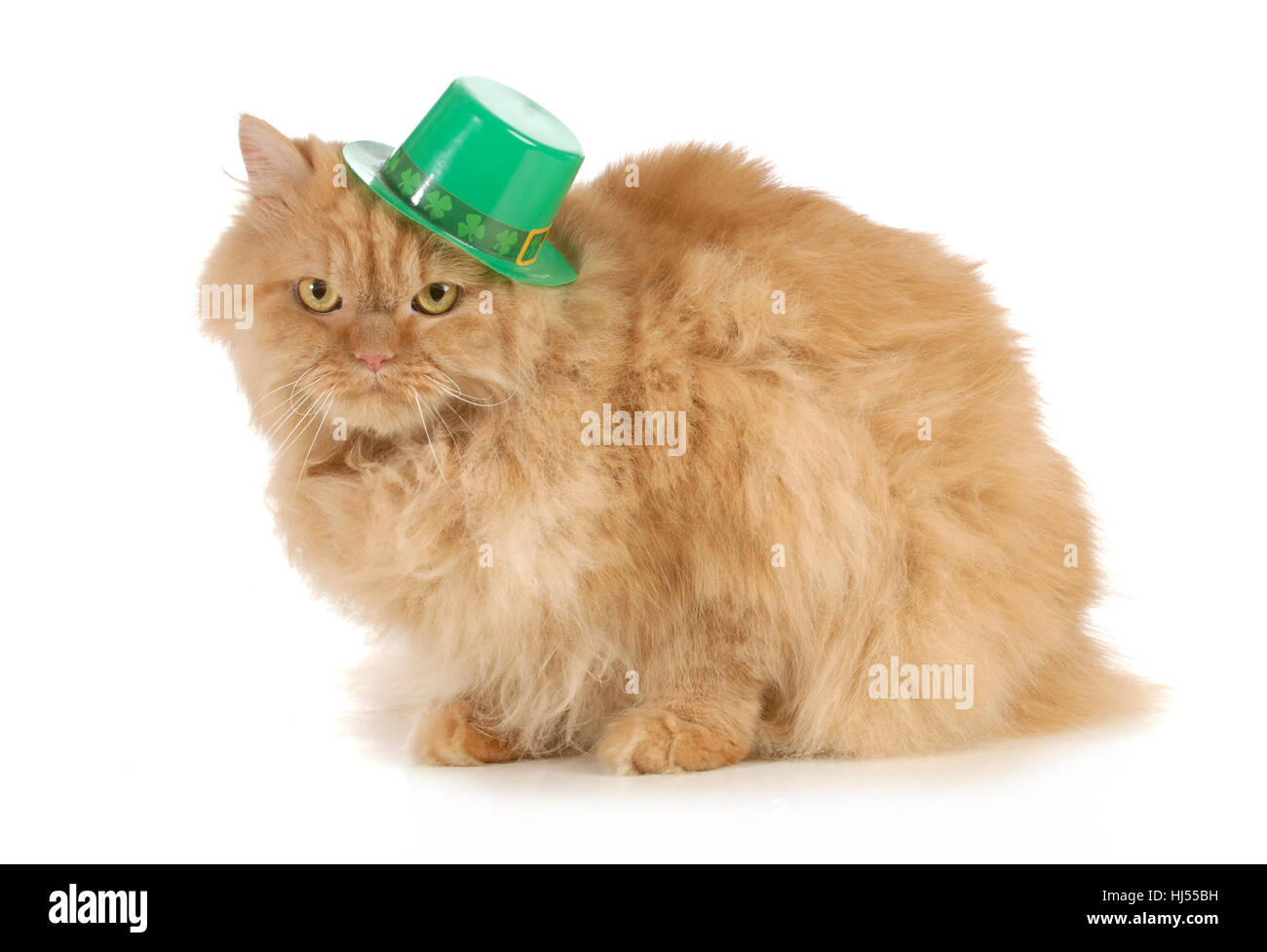 leaf, isolated, animal, pet, green, face, hat, eyes, four, small, tiny, little, Stock Photo