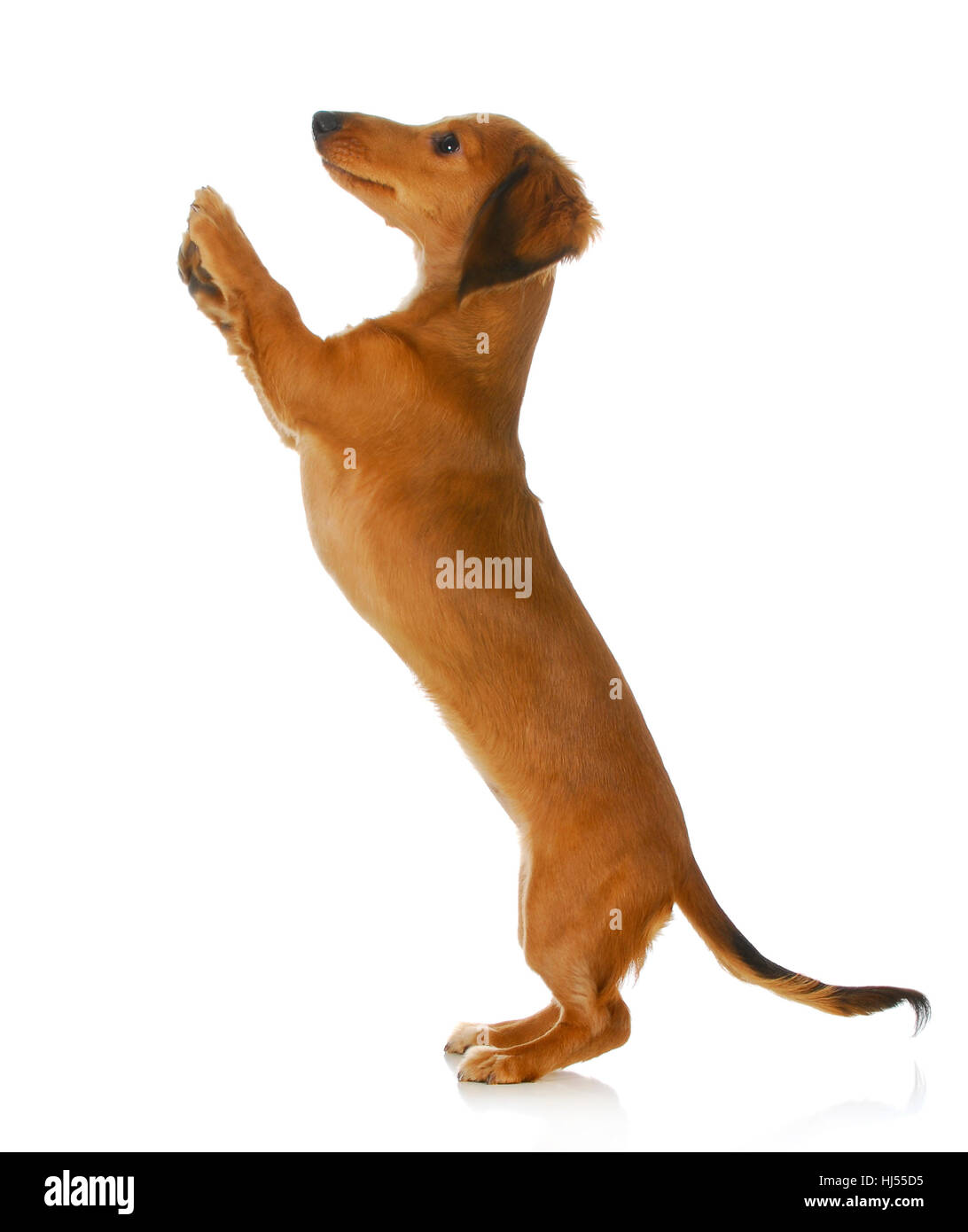 dog begging long haired dachshund jumping up isolated on white