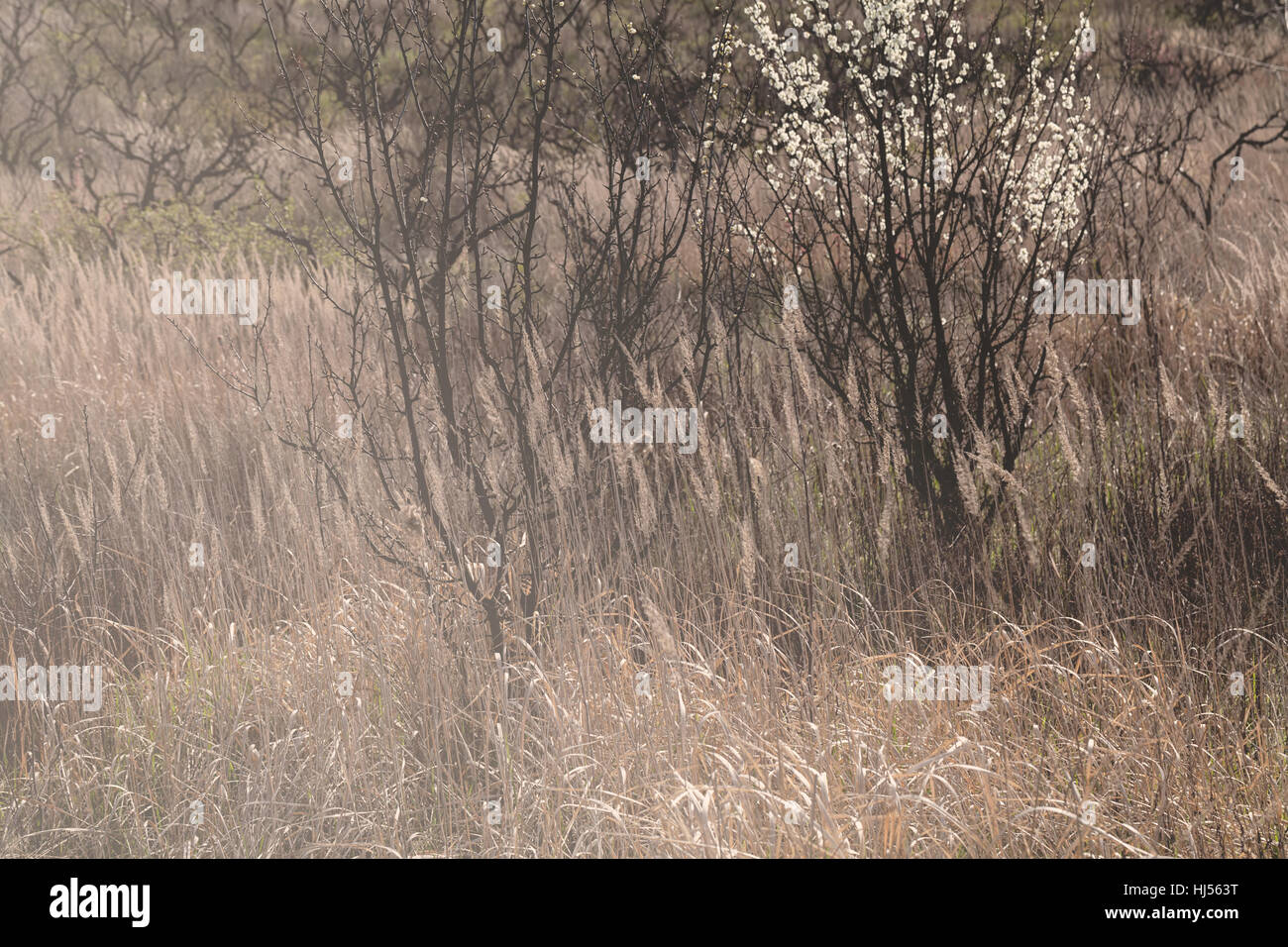 high dry grass in autumn, note shallow depth of field Stock Photo - Alamy