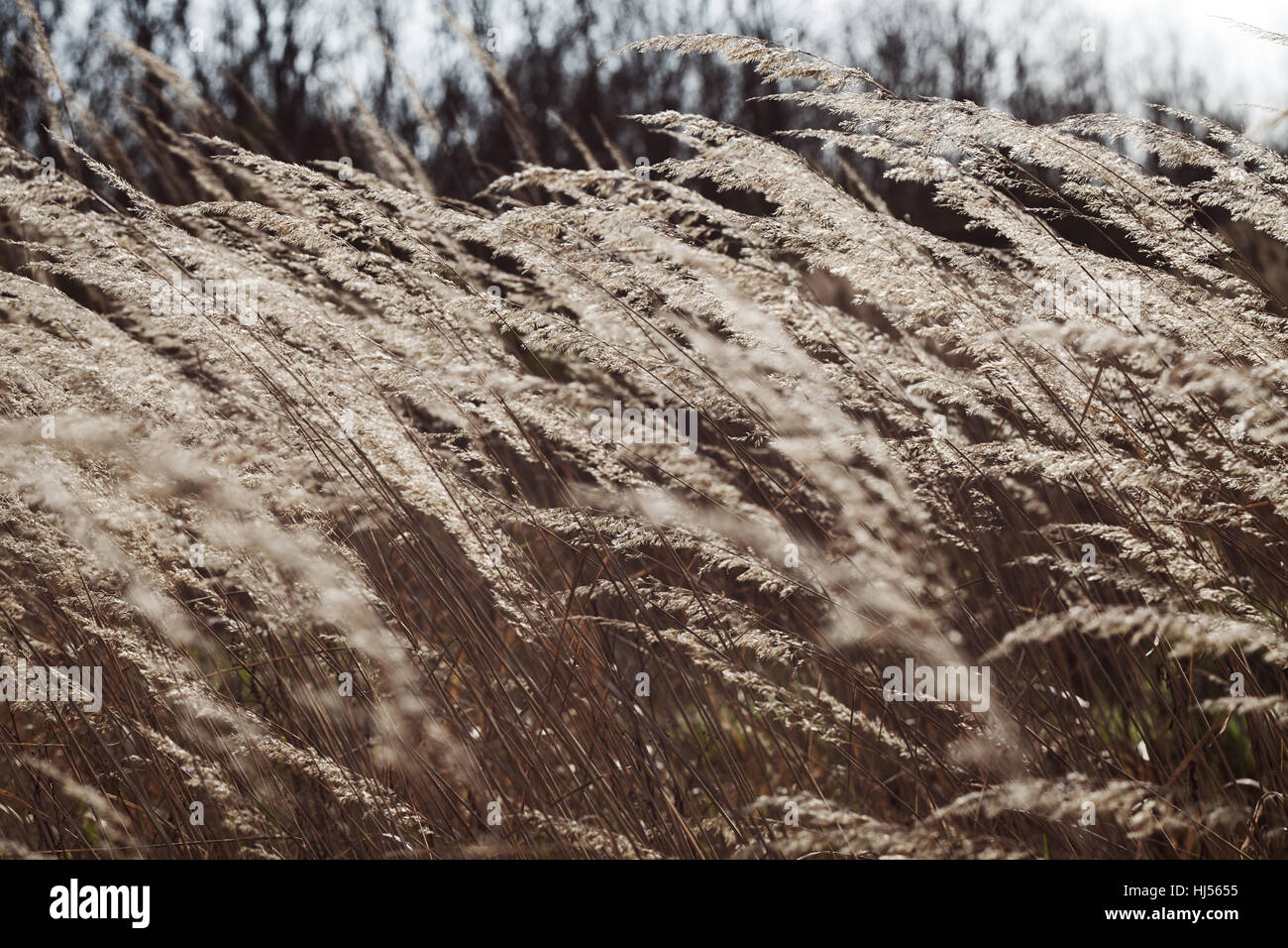 high dry grass in autumn, note shallow depth of field Stock Photo - Alamy