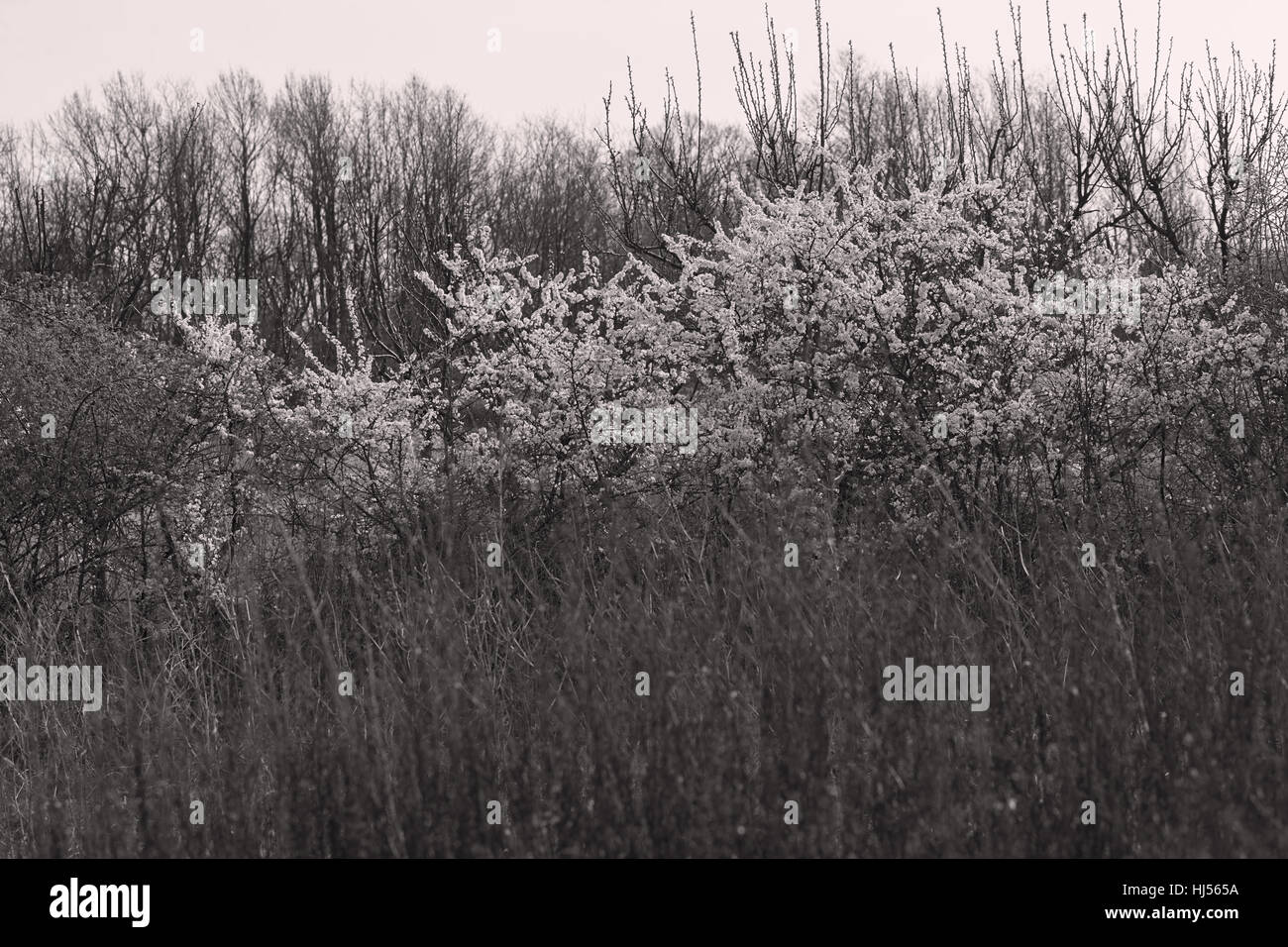 high dry grass in autumn, note shallow depth of field Stock Photo - Alamy