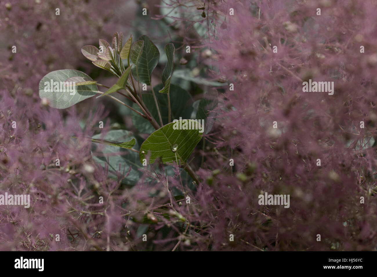 green plant inside of pampas grass in nature, note shallow depth of