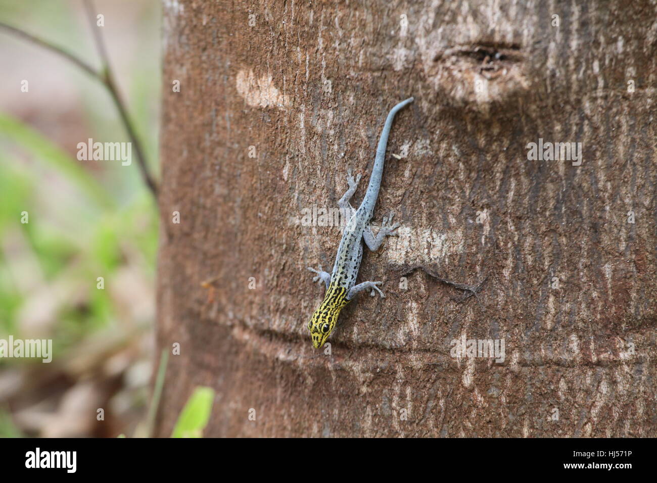 reptile, reptiles, crawler, tanzania, zanzibar, reptile, reptiles, crawler, Stock Photo