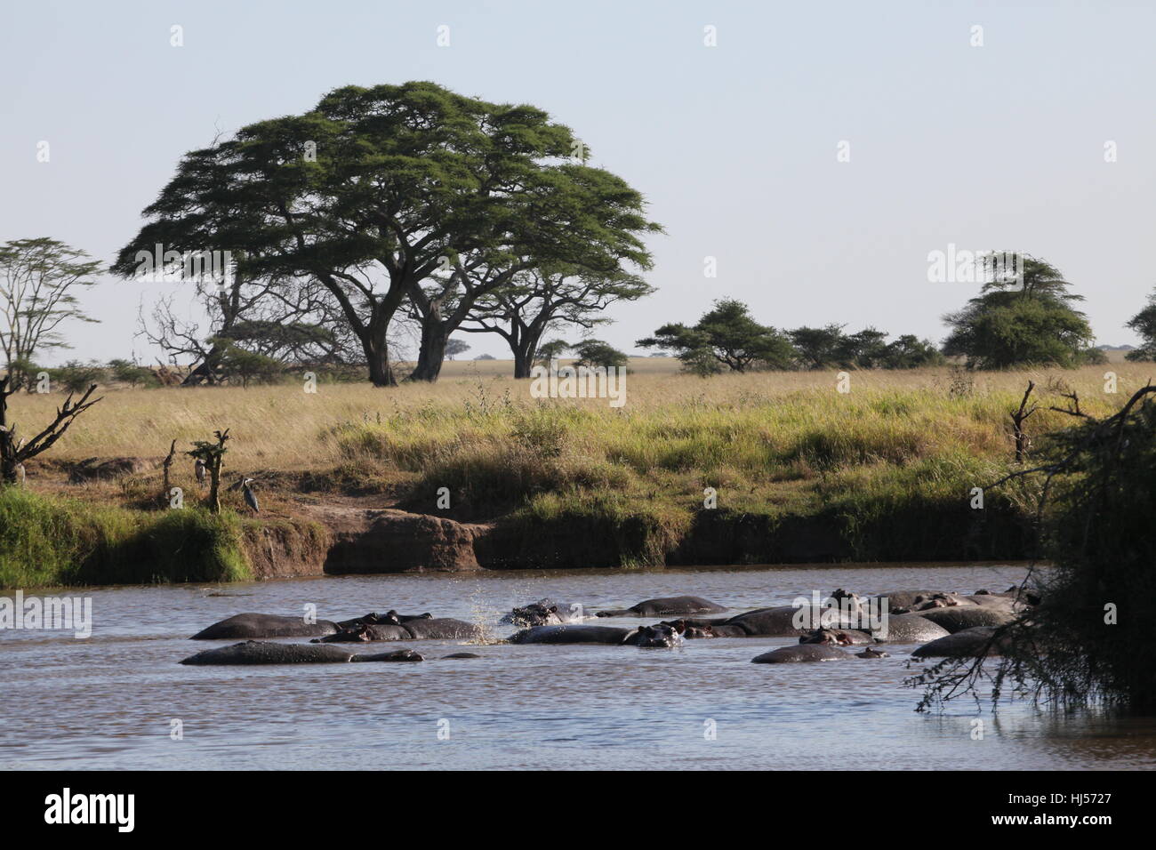 safari, tanzania, safari, tanzania, nilpferd, flusspferd, hippopotamus Stock Photo