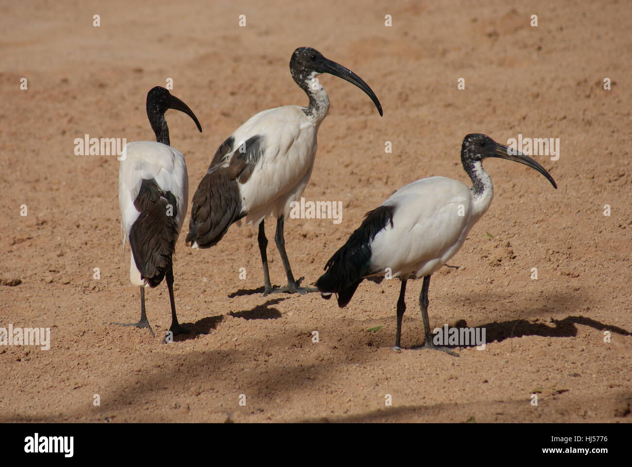 bird, africa, black, swarthy, jetblack, deep black, African, ibis, white, holy, Stock Photo