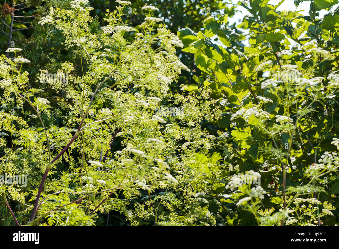 bushy plant with white flowers in nature, note shallow depth of field