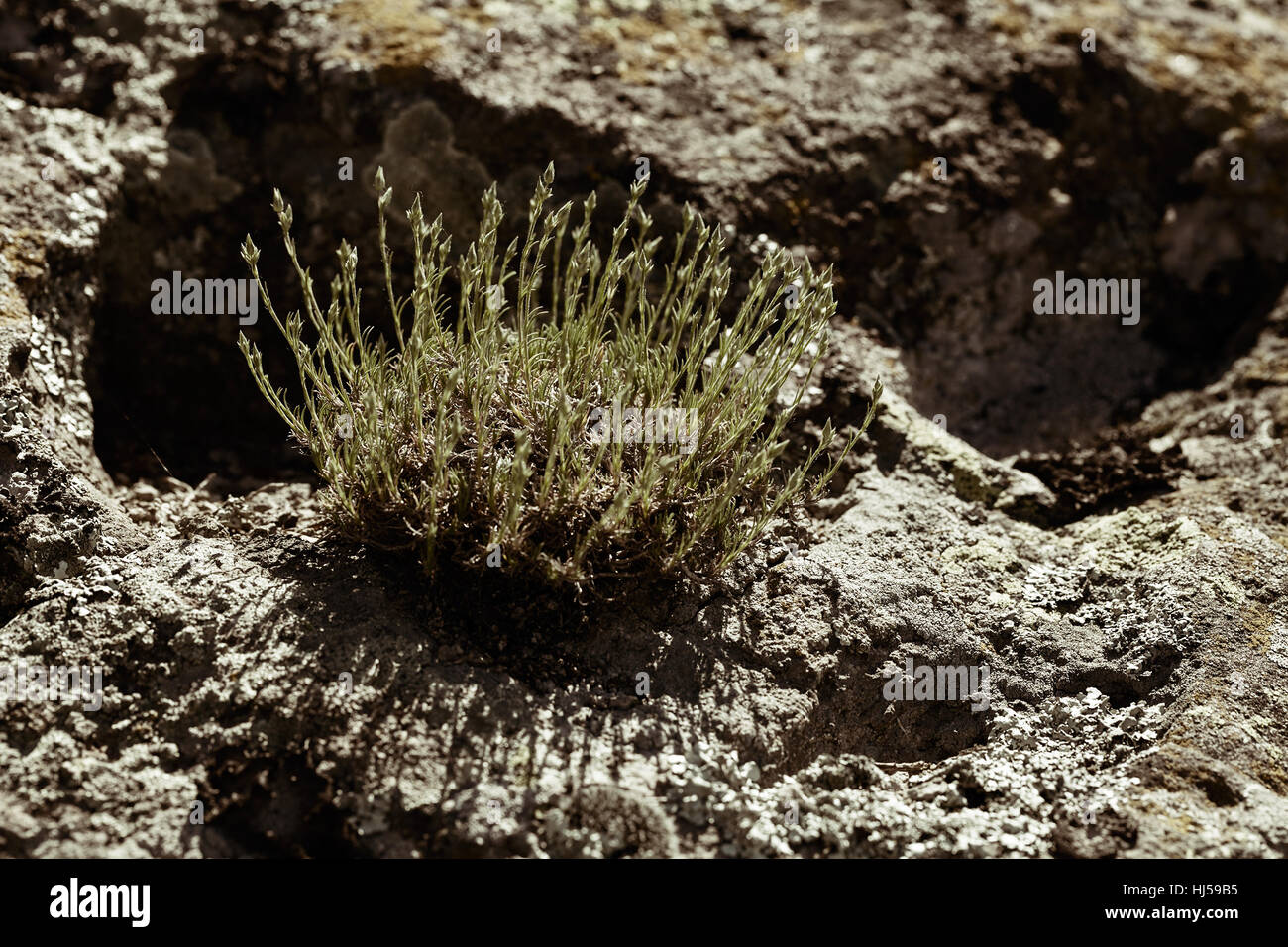 green wild plants on the stone in nature, note shallow depth of field ...