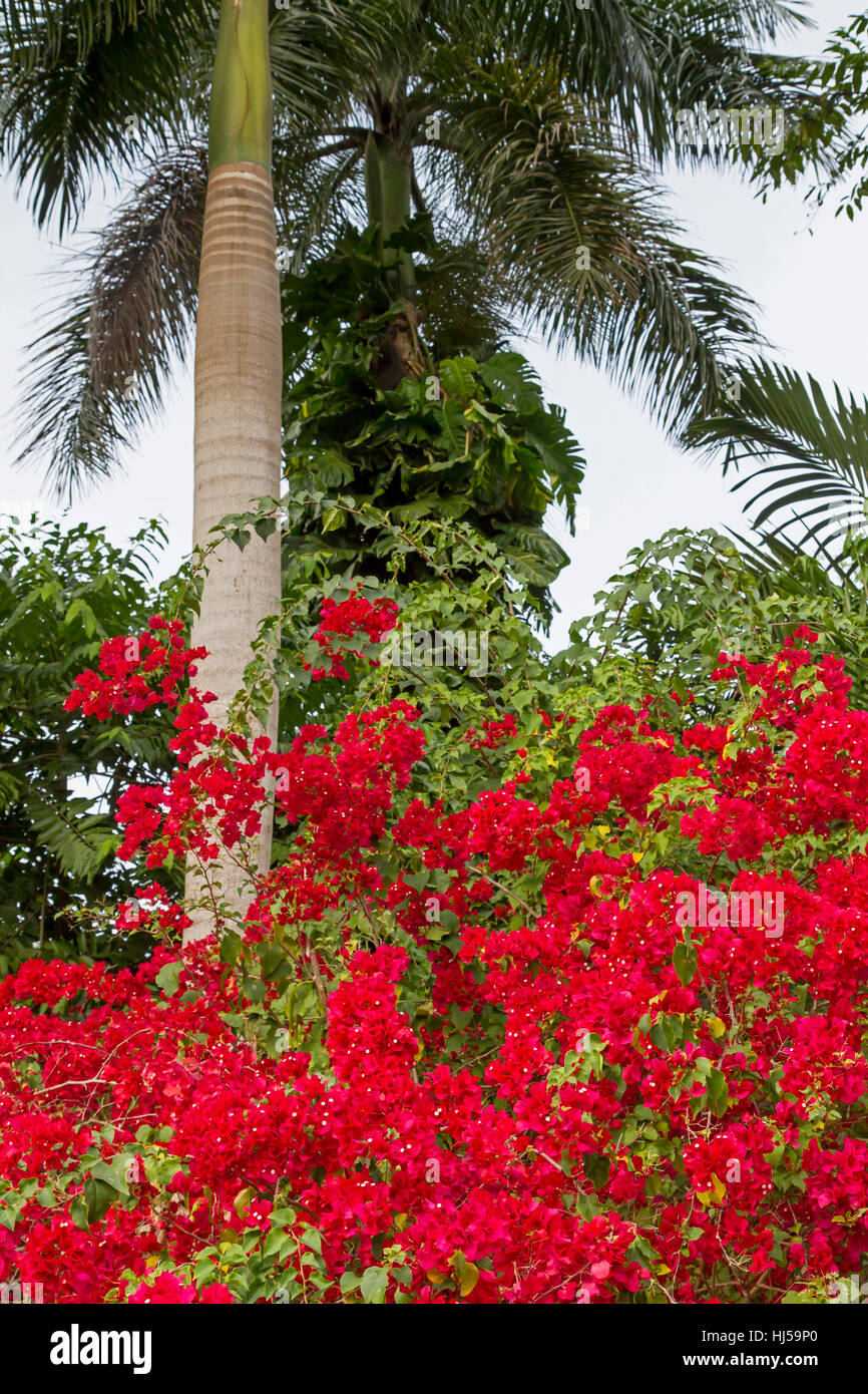 red bougainvillea in front of a royal palm Stock Photo