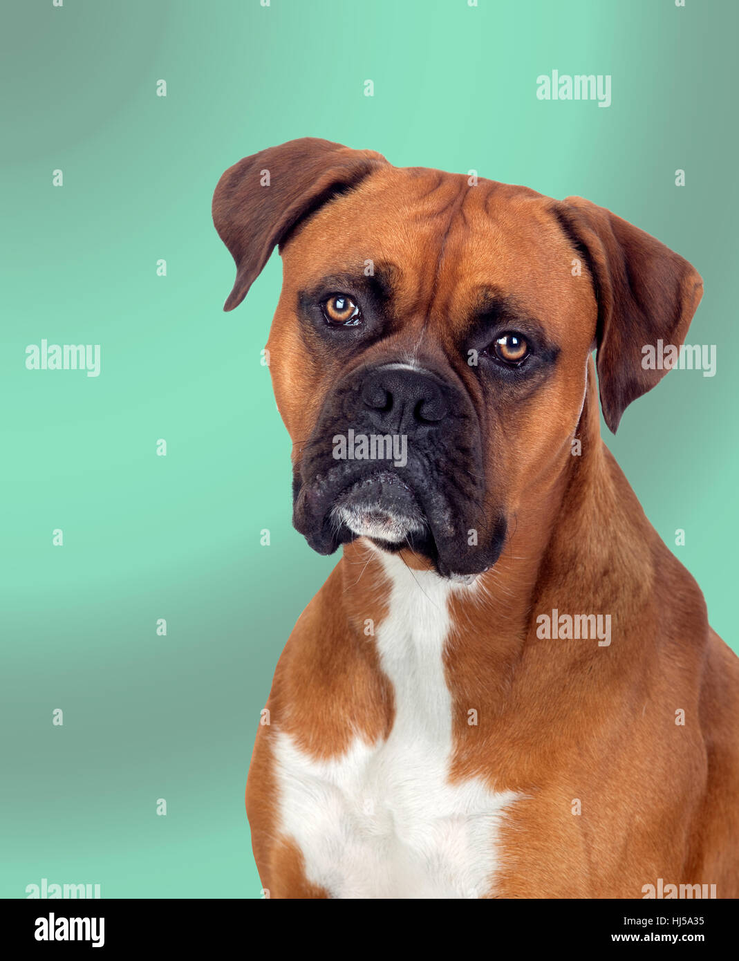animal, guard, dog, bulldog, boxer, obedient, adorable, green, isolated, Stock Photo