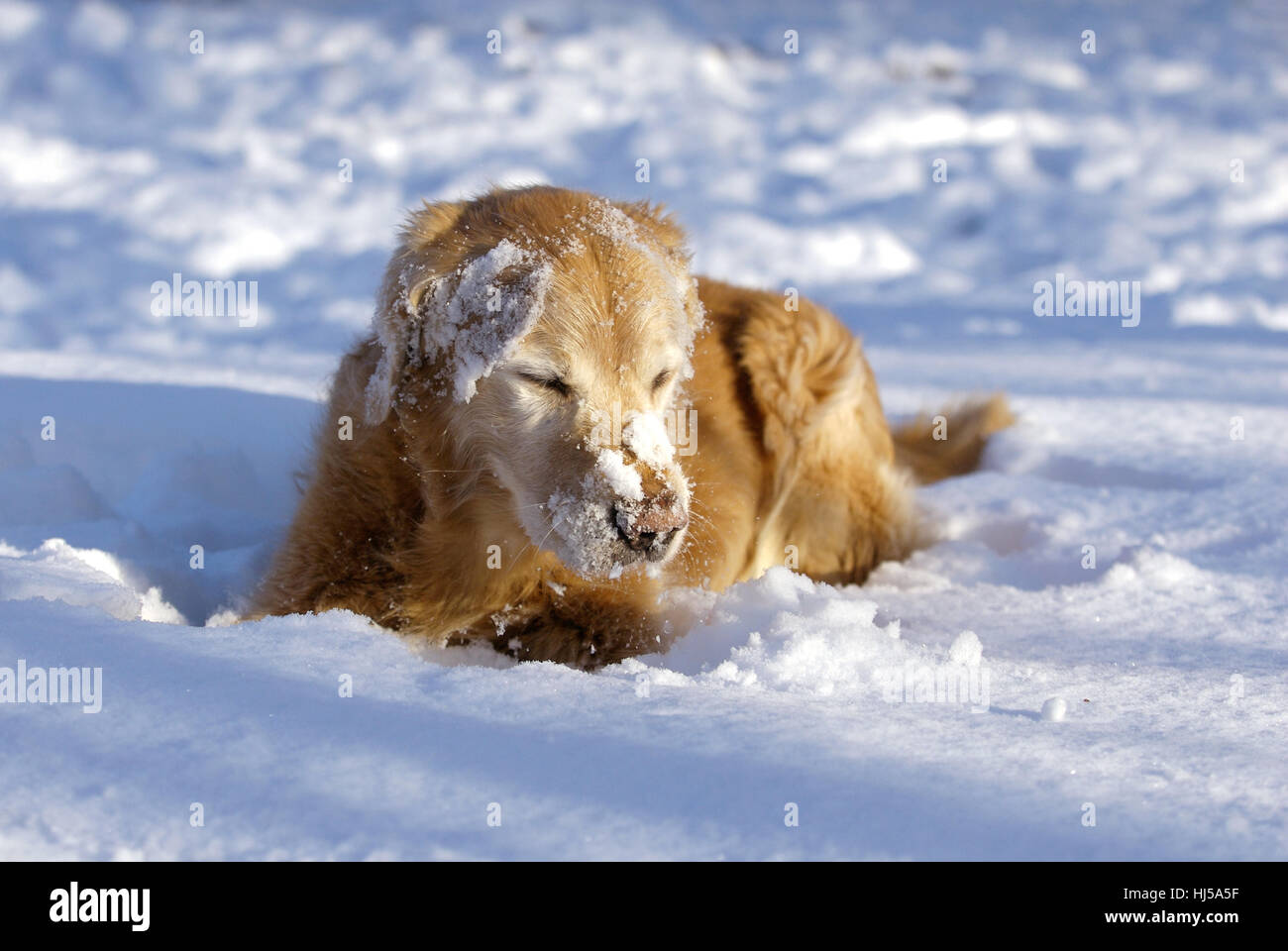 golden retriever in the snow Stock Photo - Alamy