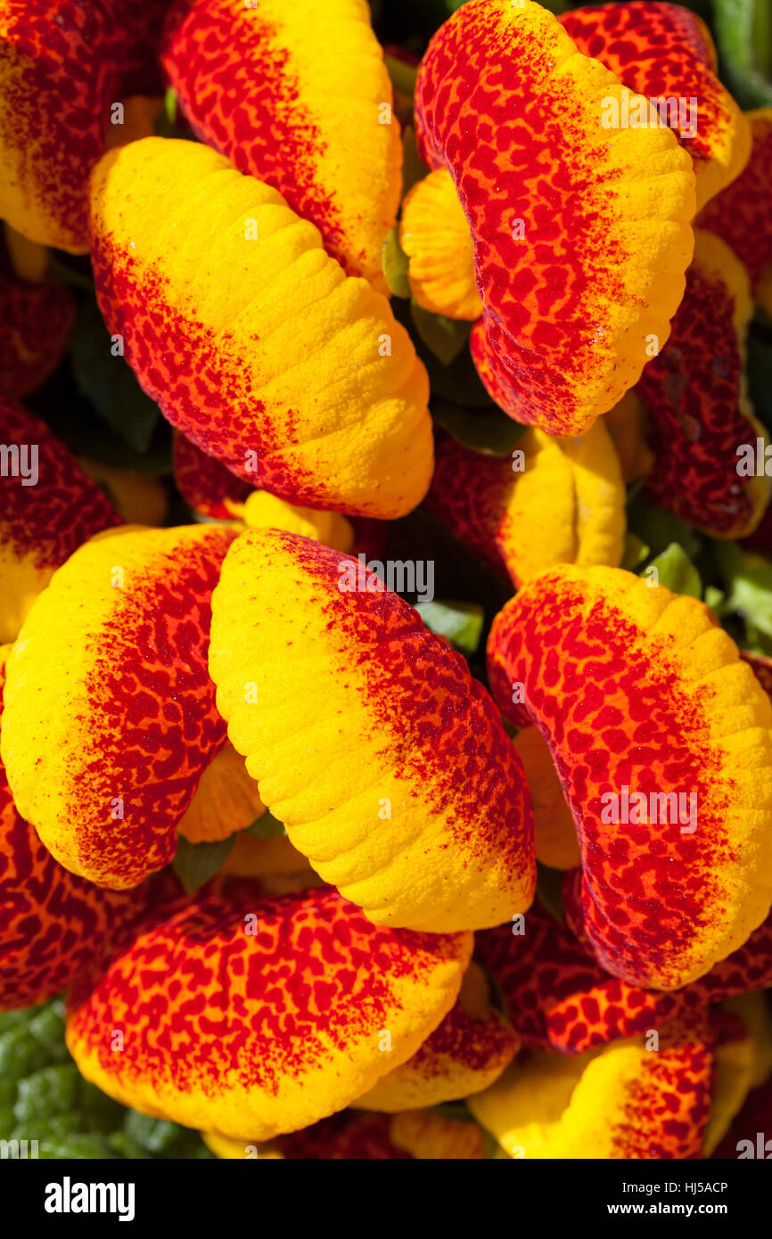 a lot of flowers of red house plant calceolaria, note shallow depth of field Stock Photo
