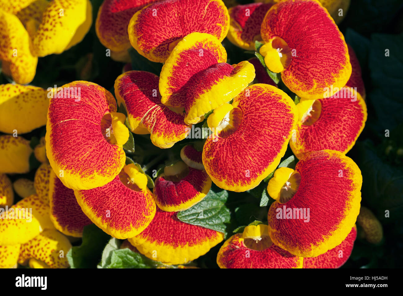 a lot of flowers of red house plant calceolaria, note shallow depth of field Stock Photo