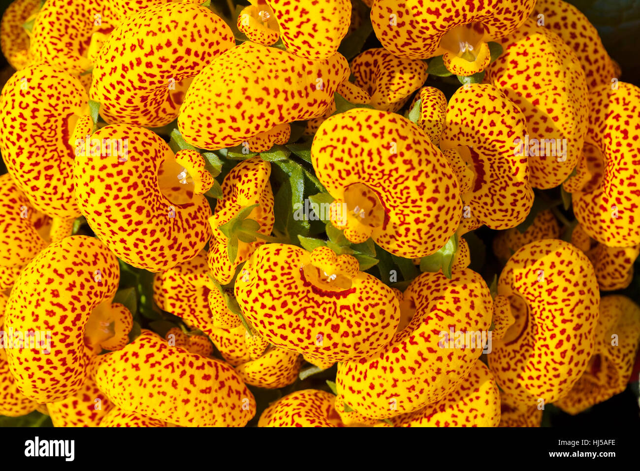 a lot of flowers of yellow house plant calceolaria, note shallow depth of field Stock Photo